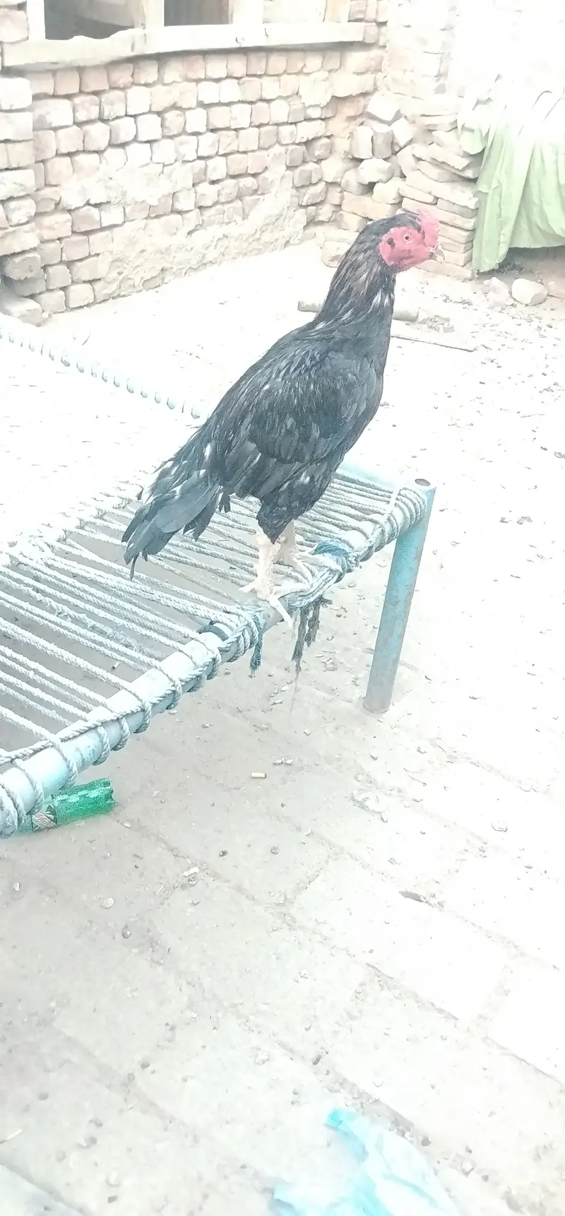 Aseel Beautiful Cock — photo 3