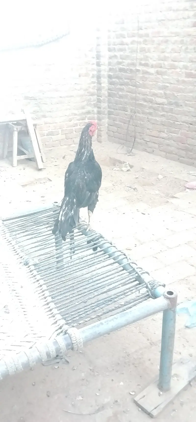 Aseel Beautiful Cock — photo 4