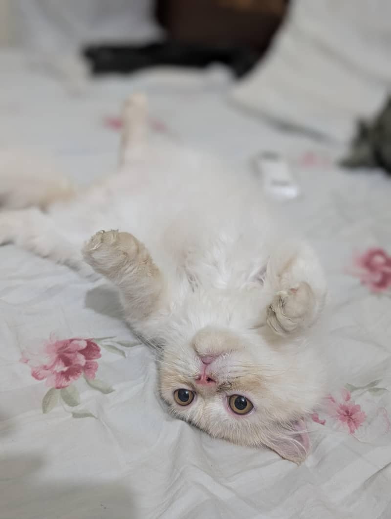 Persian Kitten 0