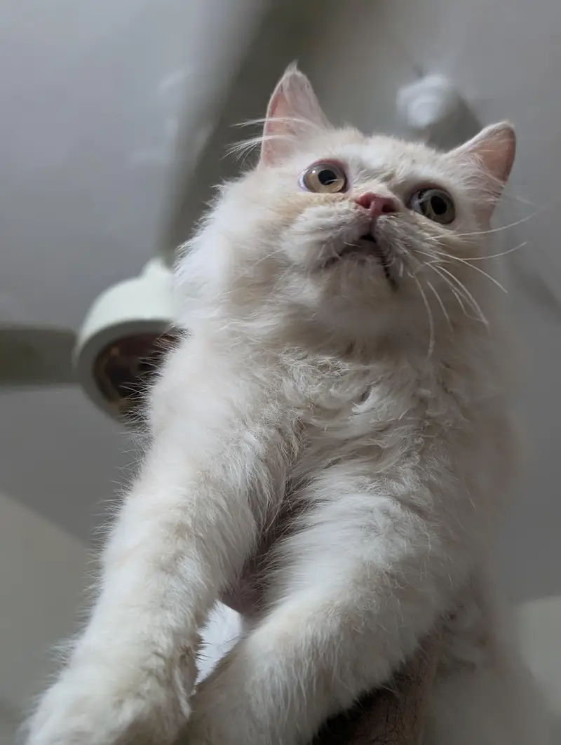 Persian Kitten — photo 2