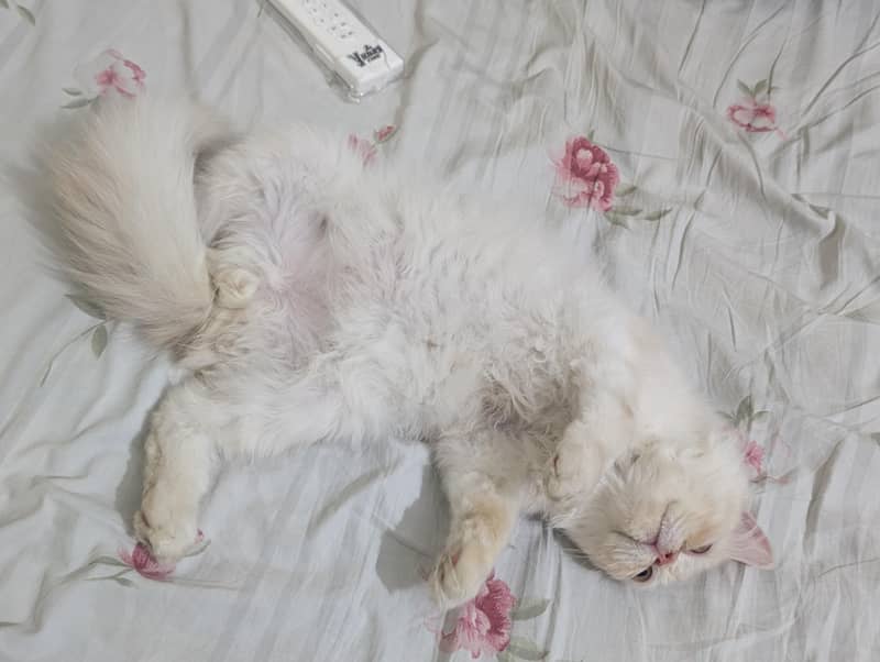 Persian Kitten 2
