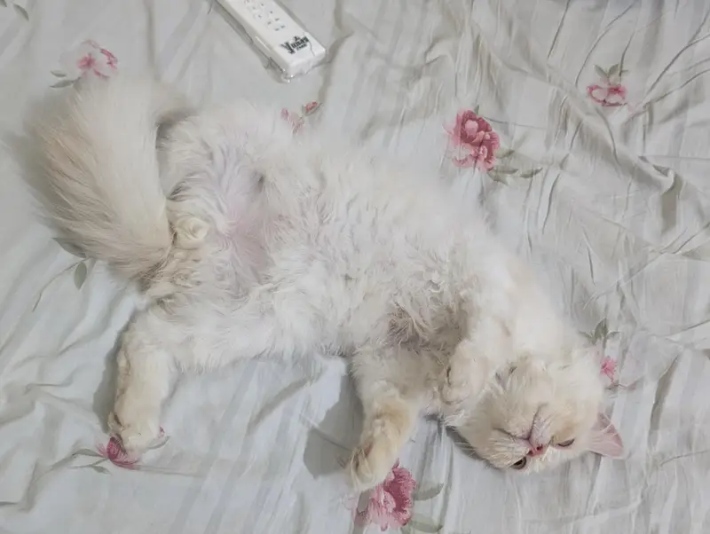 Persian Kitten — photo 3