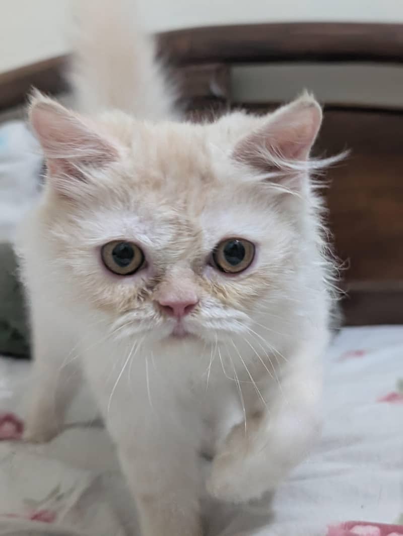 Persian Kitten 3