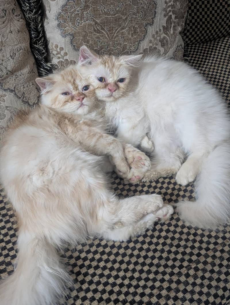 Persian Kitten 4