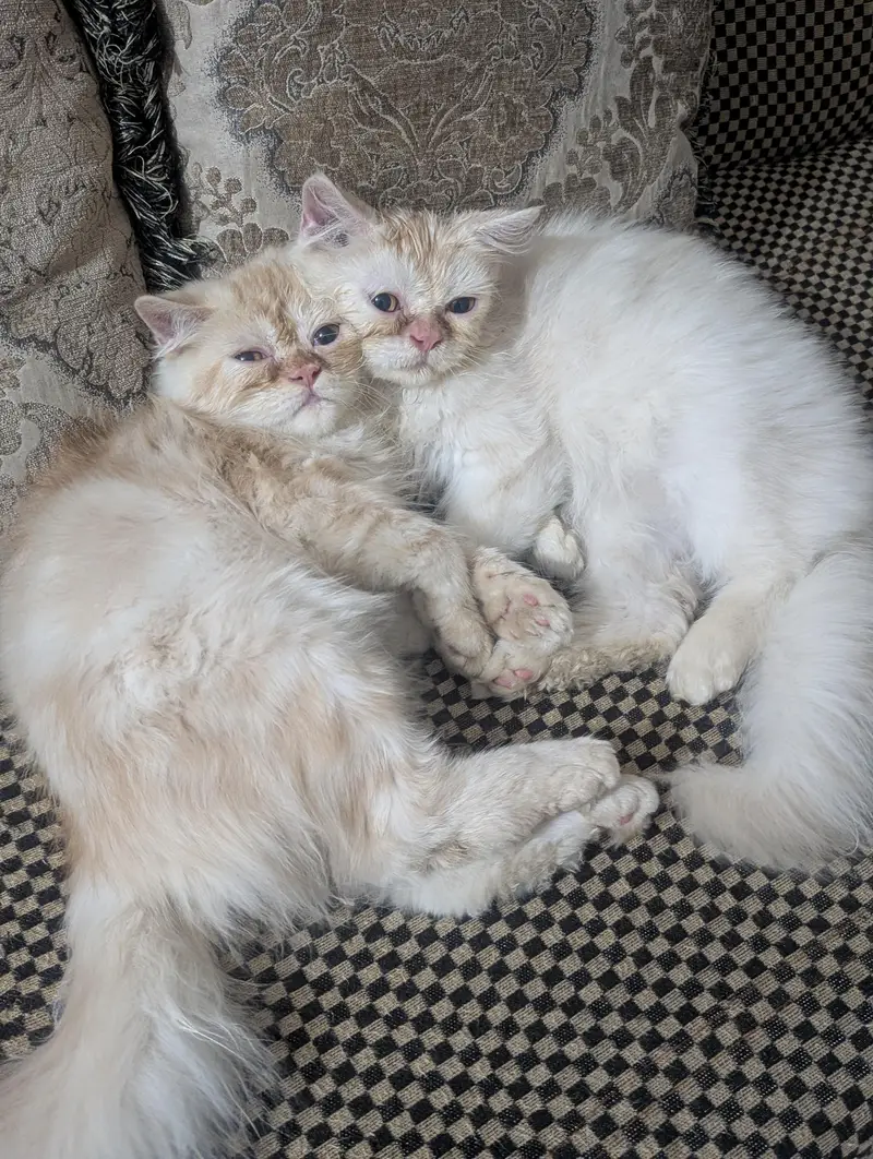Persian Kitten — photo 5
