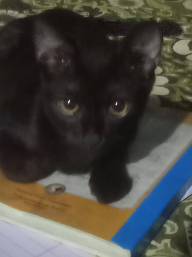 half Siberian cat 2