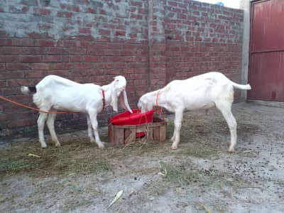 pure Rajan puri Kanji bakri and pure Desi bakra for sale