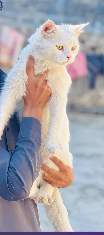 Pura white Persian yellow eye