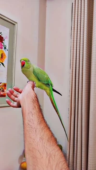 Talking Parrot Handtame Female