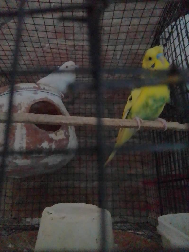 Austaleya bugg Brider payer 4
