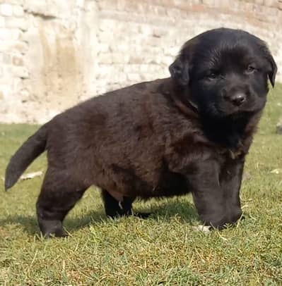 Black German Shepherd double coat pair for sale
