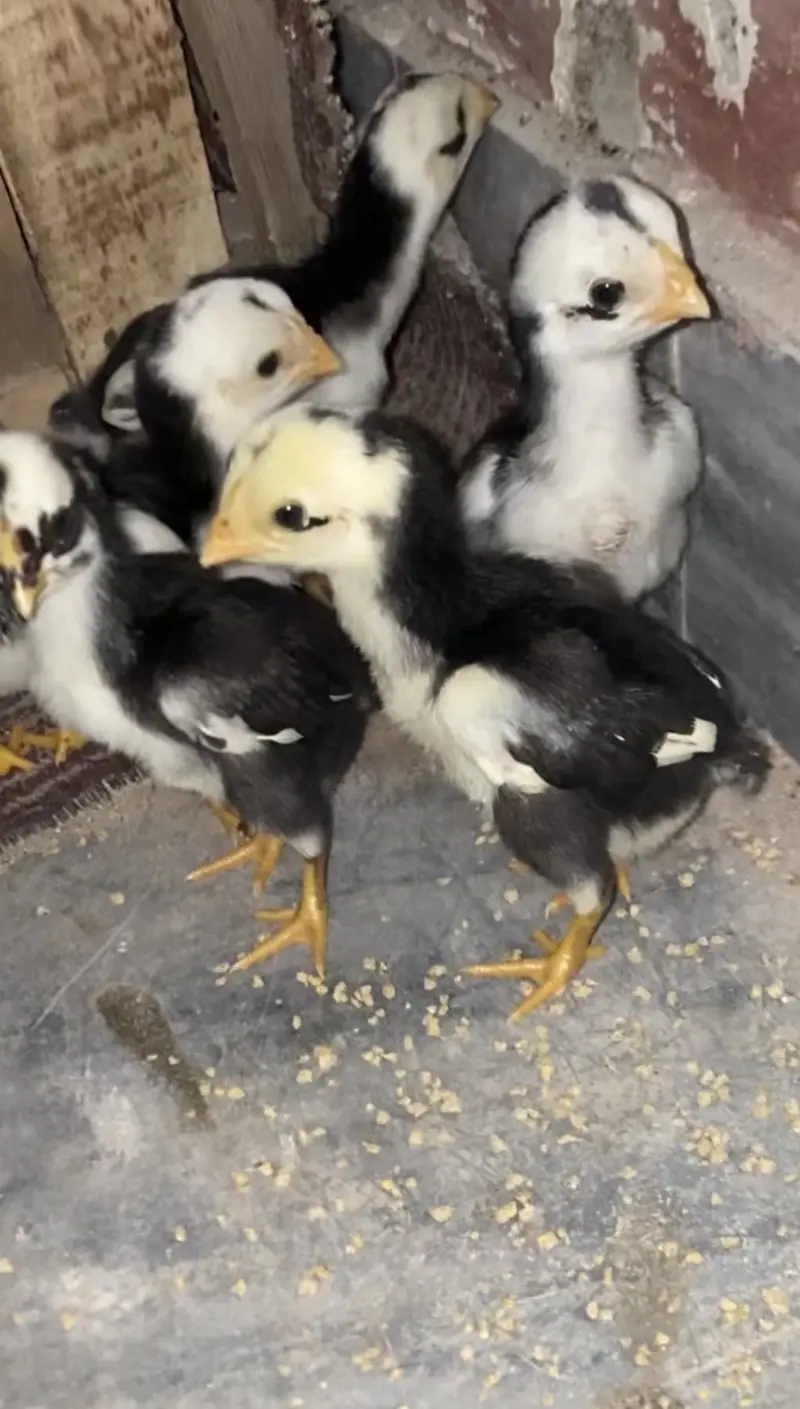 Indian parrotebeak cross chicks — photo 2