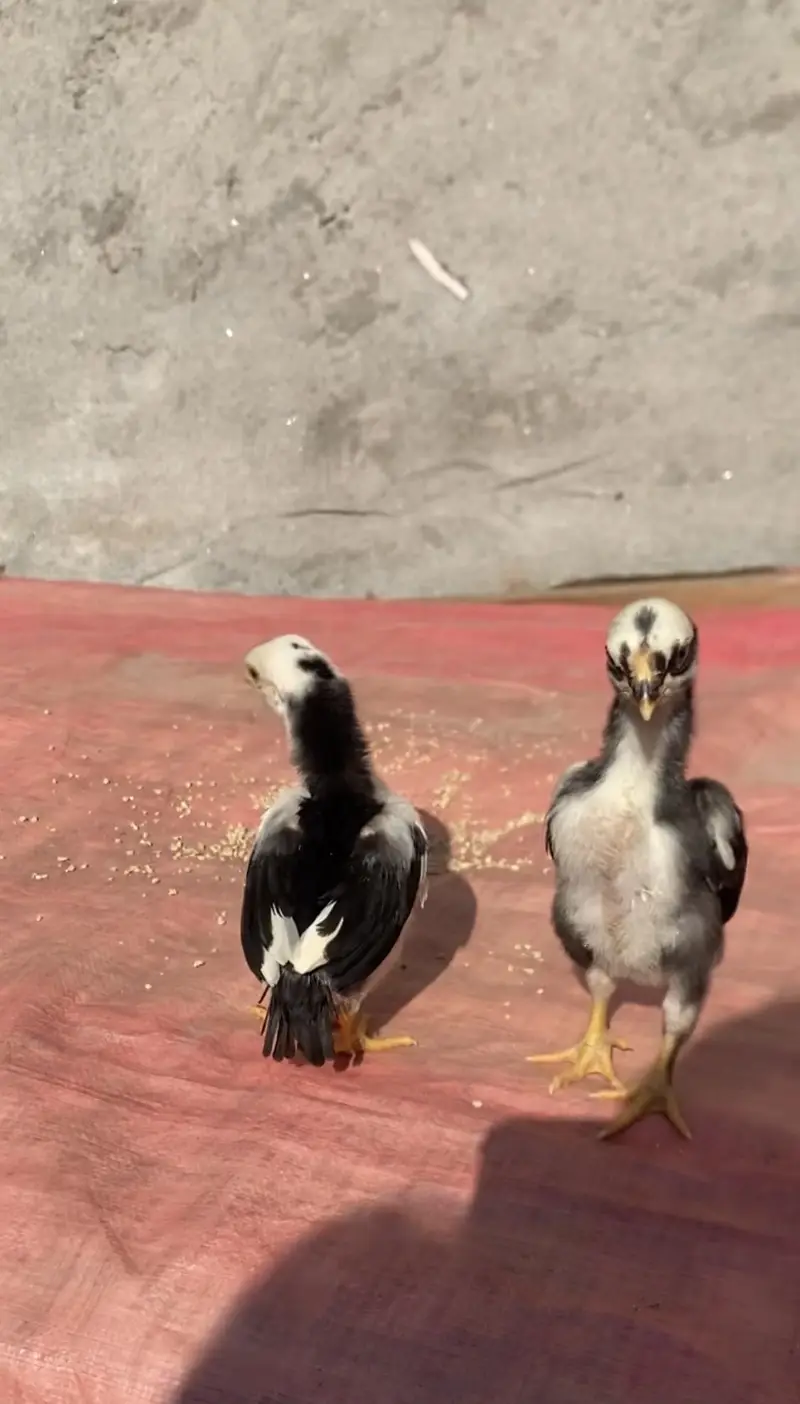 Indian parrotebeak cross chicks — photo 5