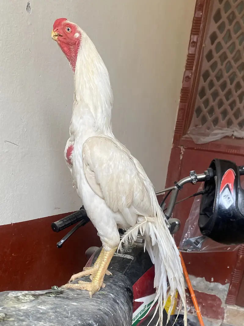 Indian parrotebeak cross chicks — photo 6