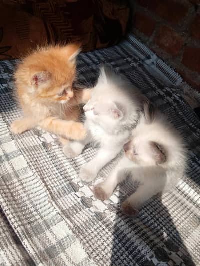 3 Kittens For Sale - 1 Persian 2 Himalayan - Per Piece Available
