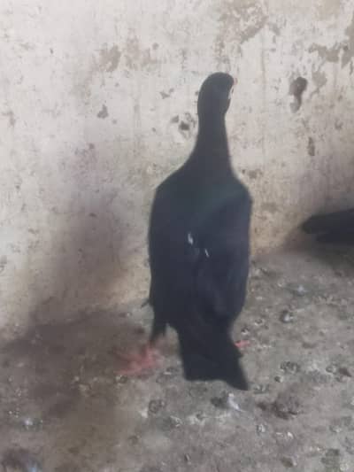 black danish forr sell male fimile confirm ni