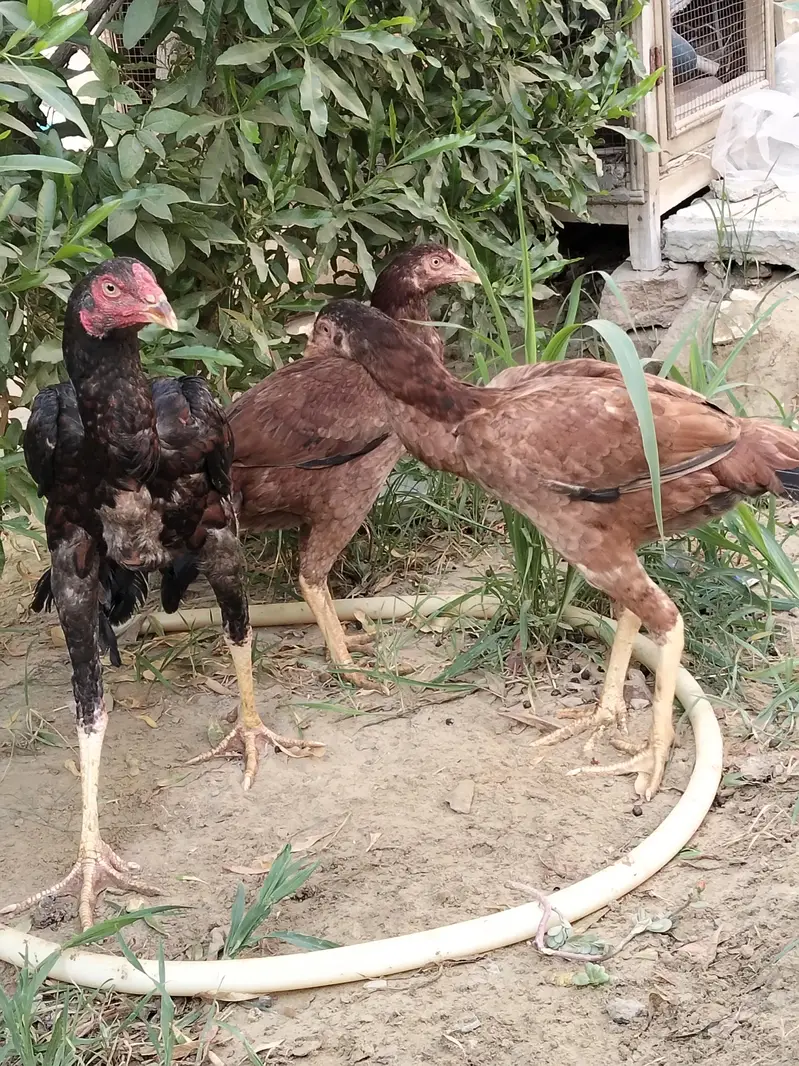 Aseel full active pair — photo 4