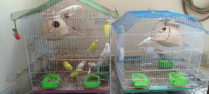 14 Australian Budgies with 2 cage