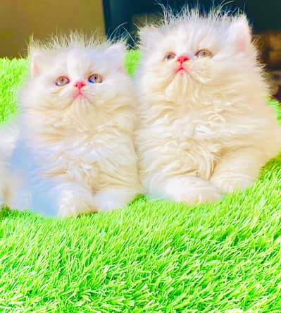 parsian kittens