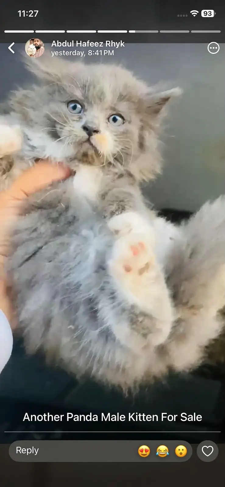 parsian kittens — photo 2