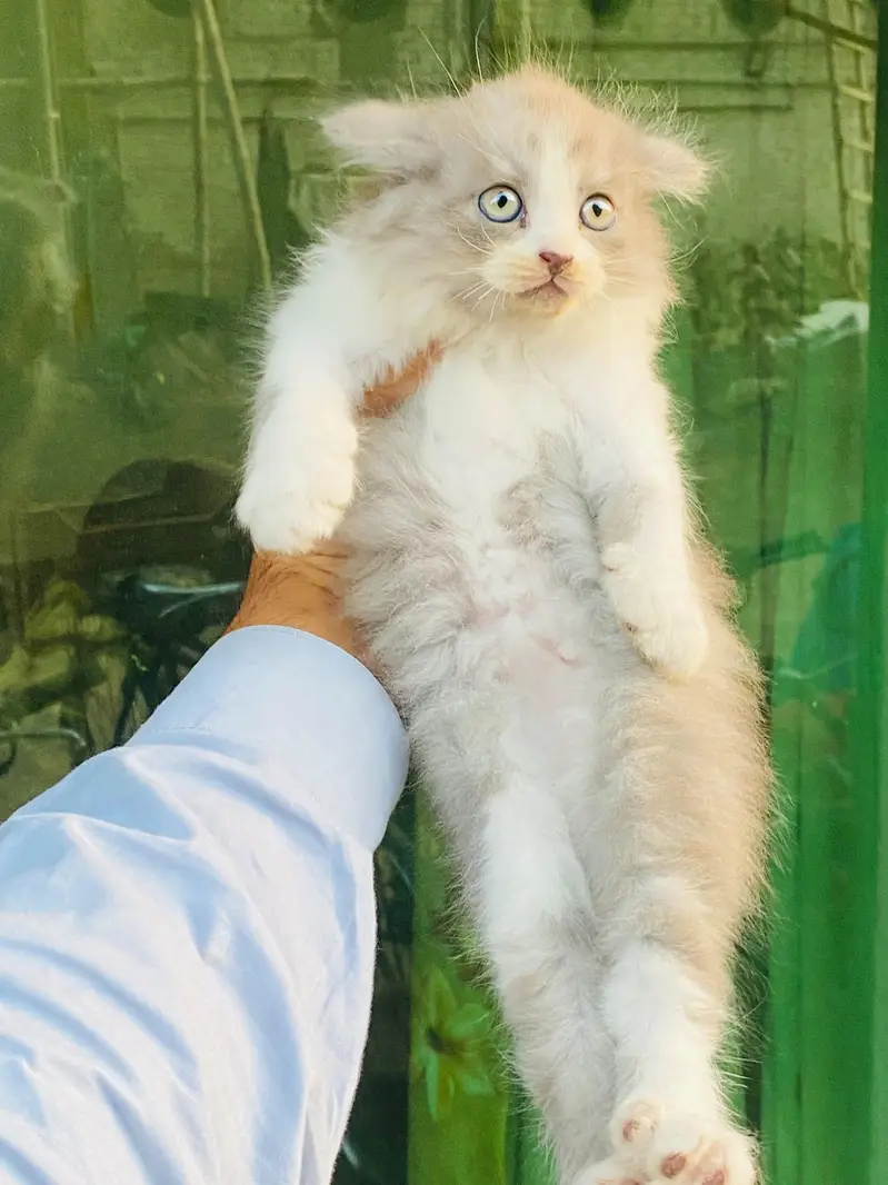 parsian kittens — photo 3