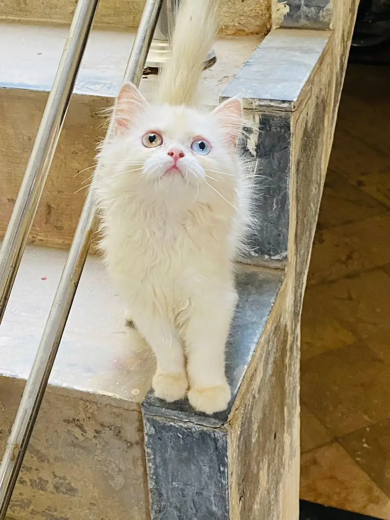 parsian kittens — photo 4