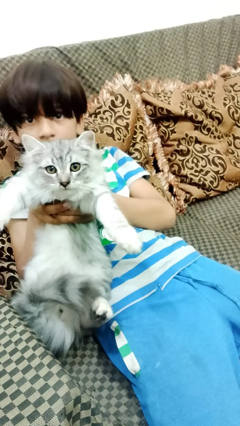 parsian kittens — photo 5