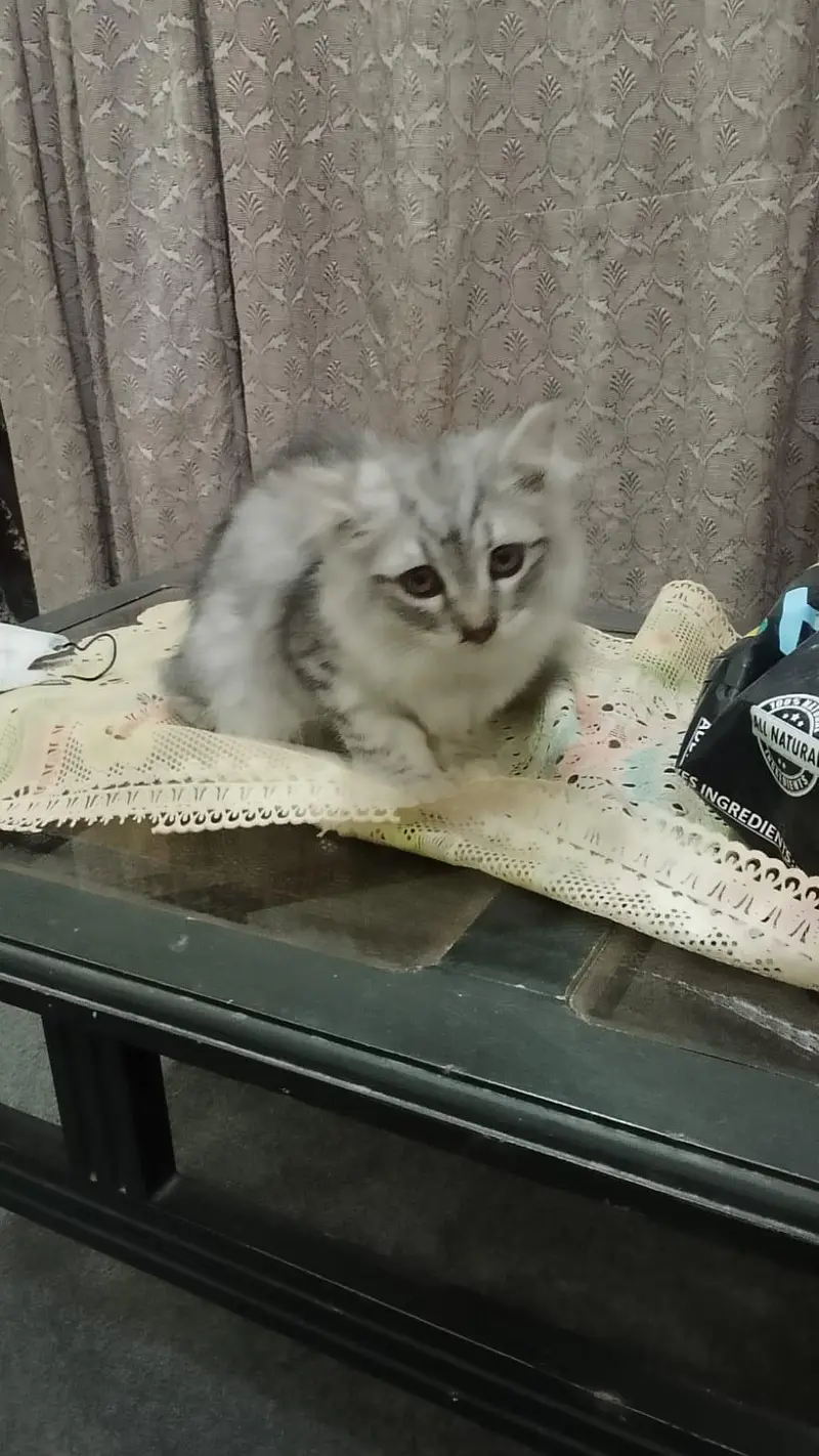 parsian kittens — photo 6