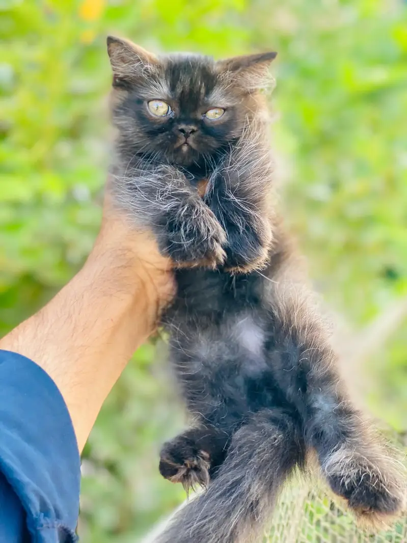 parsian kittens — photo 7