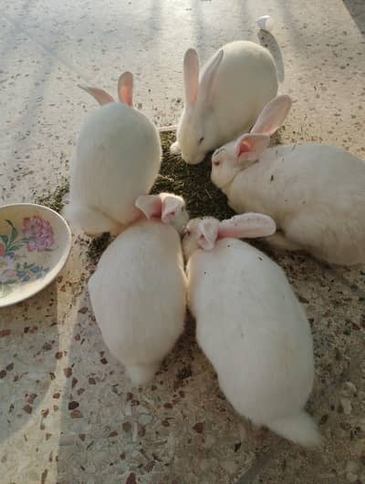 New Zealand Rabbits Red Eyes