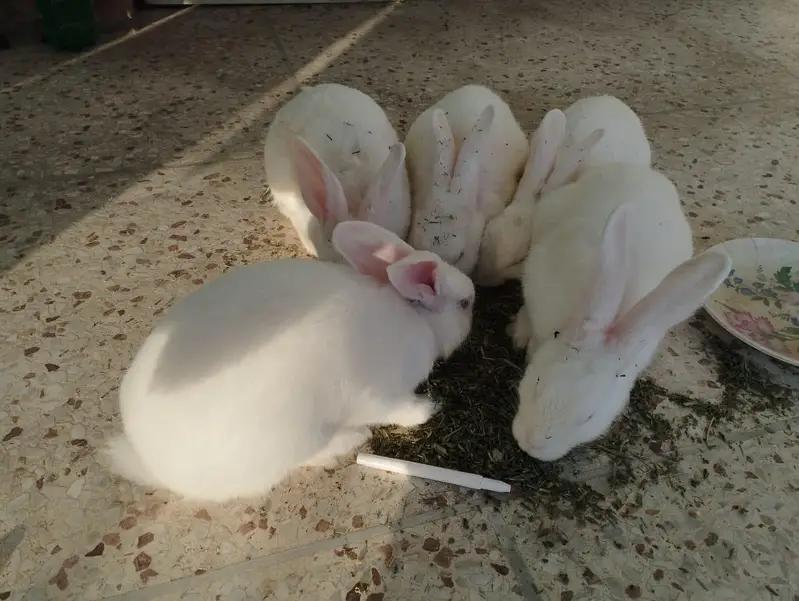 New Zealand Rabbits Red Eyes — photo 2