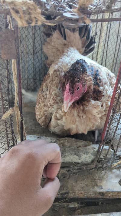 kurek murghi , aseel hens , broder hens