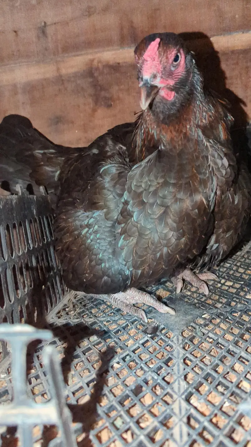 kurek murghi , aseel hens , broder hens — photo 2