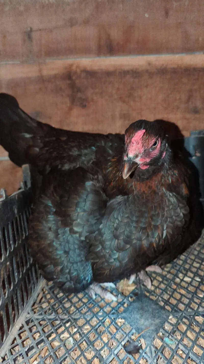 kurek murghi , aseel hens , broder hens — photo 3