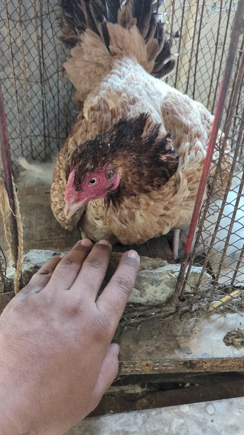 kurek murghi , aseel hens , broder hens — photo 4