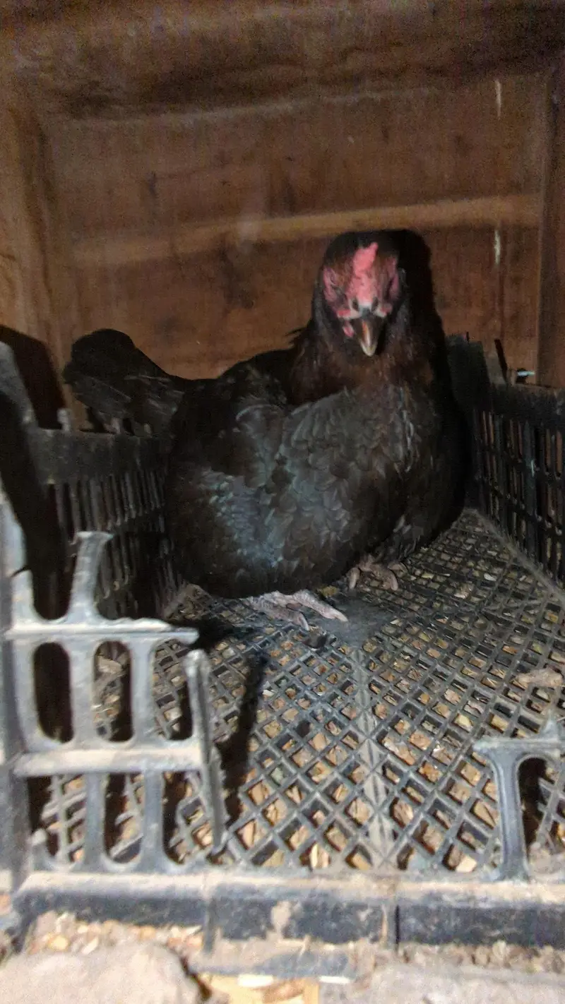 kurek murghi , aseel hens , broder hens — photo 5