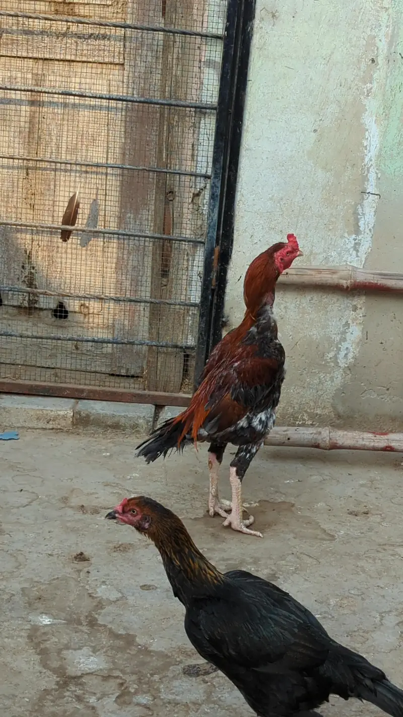 kurek murghi , aseel hens , broder hens — photo 6