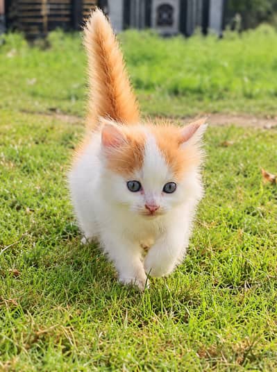 For sale  2 quite cats
