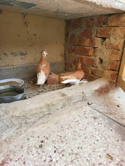 Pure sherazi pairs ready for breed