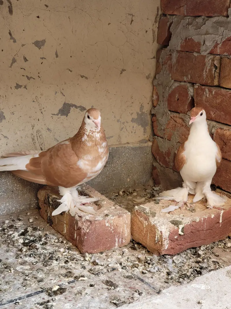 Pure sherazi pairs ready for breed — photo 2
