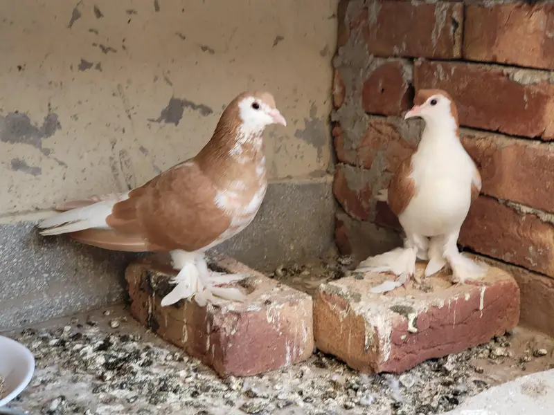 Pure sherazi pairs ready for breed — photo 3