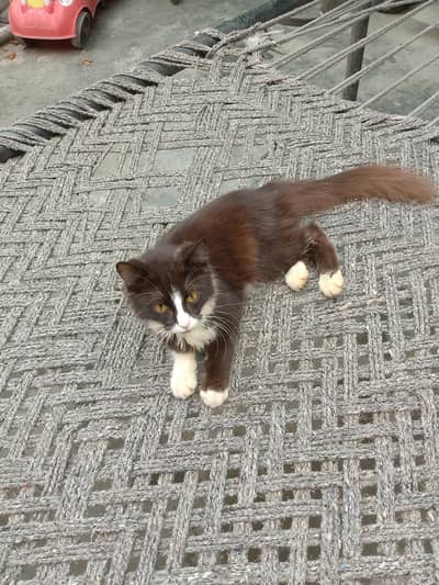 cat for sale urgent pasay chiya ek bela ek bile