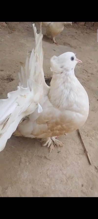 Mashallah bahut pyari female hai American fertile