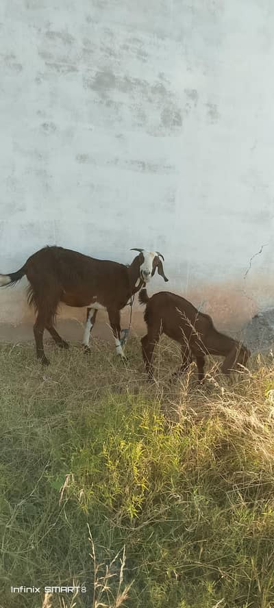 goats kids