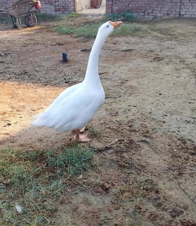 male duck for sale