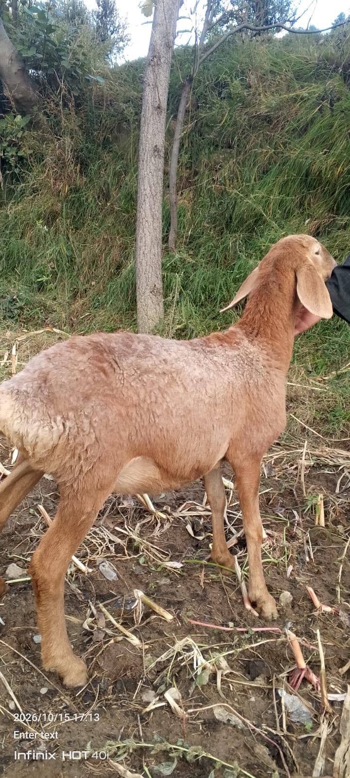 Turky sheep pair 2