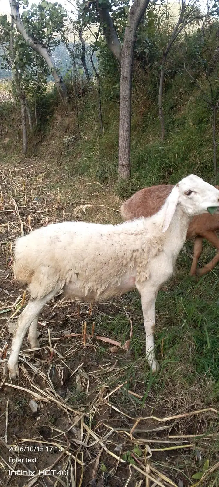 Turky sheep pair — photo 2