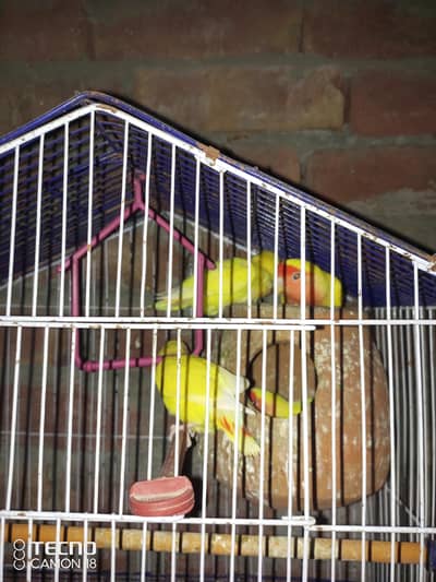 Love birds Latino 1 pair and cage full set-up