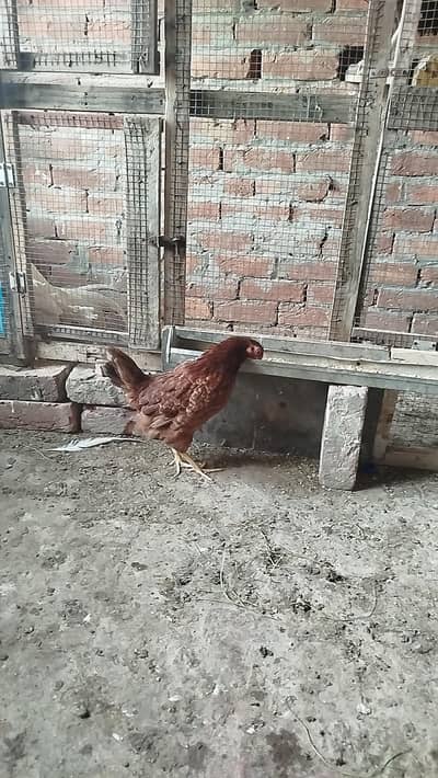 Godlen Misri pathiyan