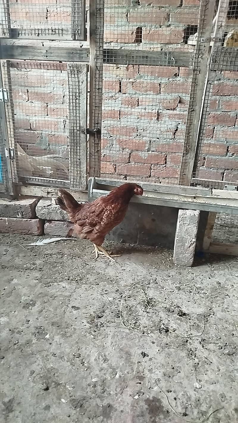 Godlen Misri pathiyan 0